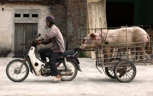 Pig Transport North Vietnam